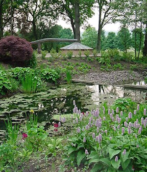 Pond-side planting with candelabra primulas