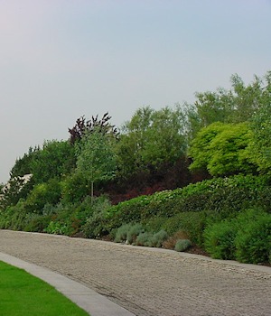 Planted shrub bank beside a drive
