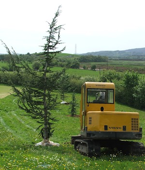 Mini excavator on a lawn beside a conifer