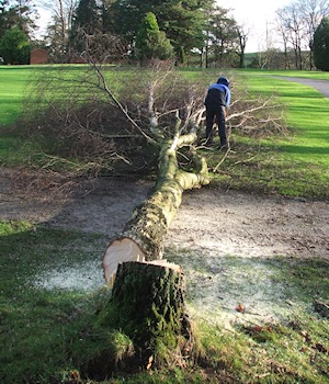 A felled tree on a lawn