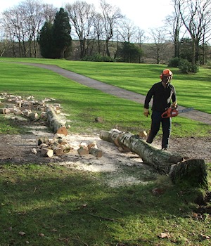 Logging up a felled trunk with a chainsaw